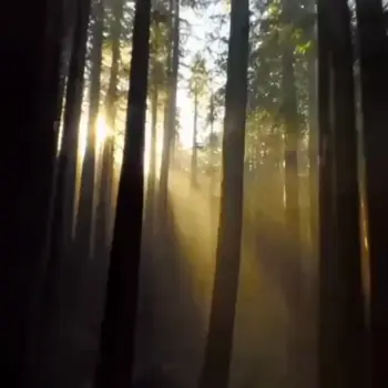 Mochi文本生成视频